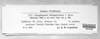 Calyptospora columnaris image